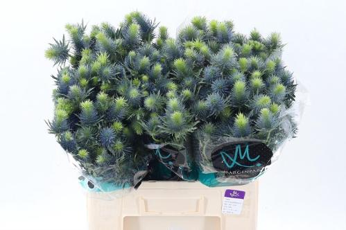 Eryngium Supernova Questar