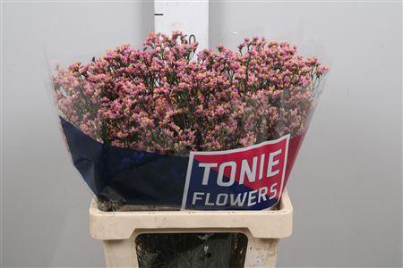 Limonium sinensis Anouchka Diamond