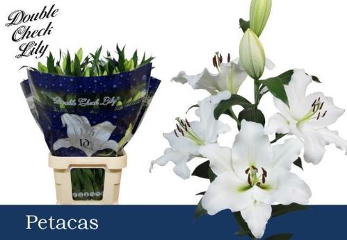 Lilium (OT-hybrids Grp) 'Petacas'