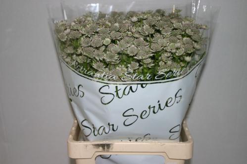 Astrantia major 'Million Stars'