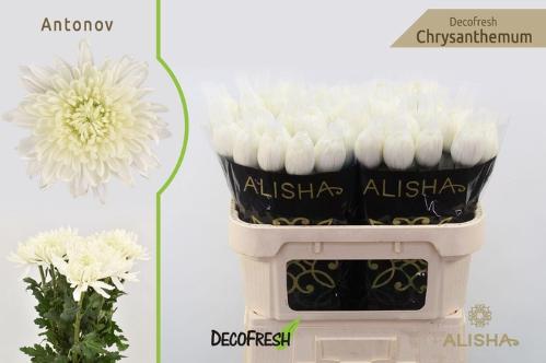 Chrysanthemum Indicum Grp geplozen kas Antonov