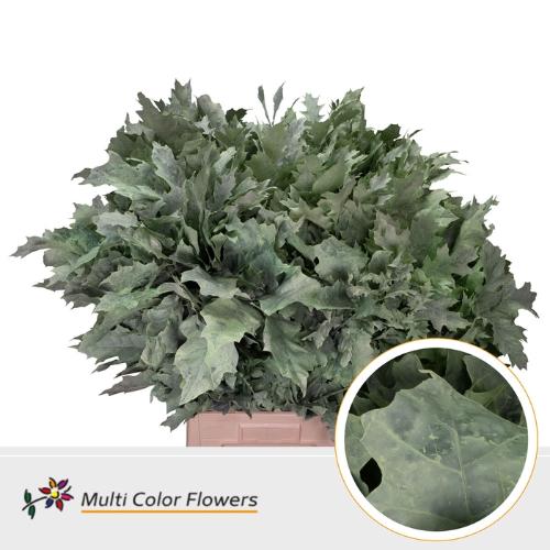 Quercus rubra kleurbehandeld H%