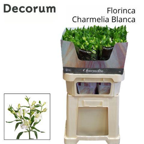 Alstroemeria florinca Charmelia Blanca