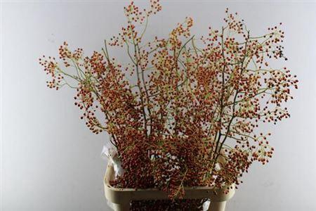 Rosa 'Corallo' (rozenbottel)