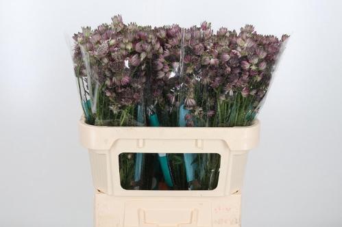 Astrantia major 'Star of Africa'