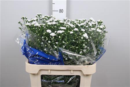 Aster Cassy