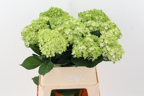 Hydrangea macrophylla Magical Rhapsody