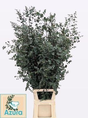Eucalyptus gunnii Azura