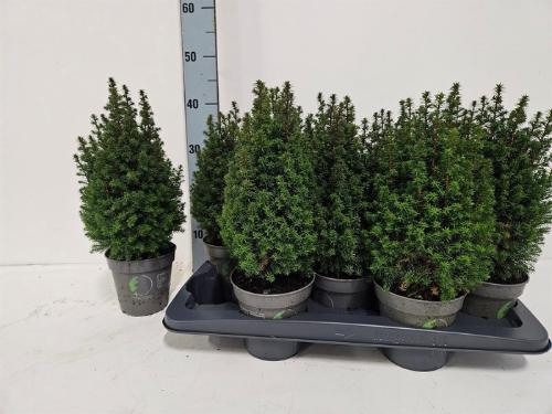 Chamaecyparis thyoides 'Top Point'