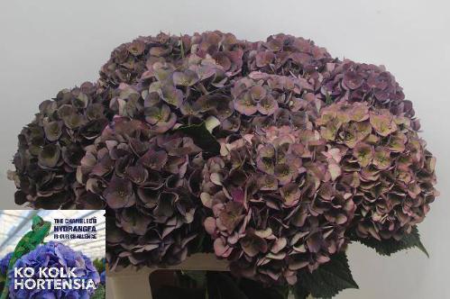 Hydrangea macrophylla 'Mon Amour' (classic)