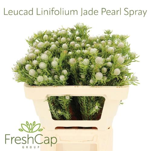 Leucadendron linifolium 'Jade Pearl' (vertakt)