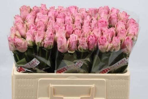 Rosa grootbloemig Wham