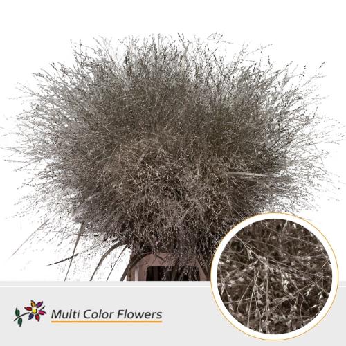 Siergras kleurbehandeld H%