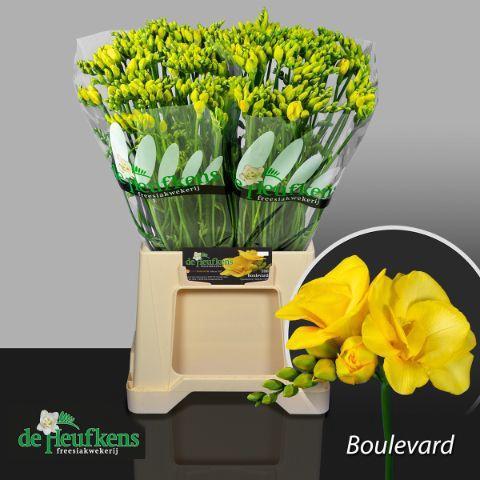 Freesia dubbelbloemig 'boulevard'