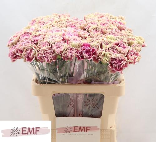 Dianthus standaard 'Antigua'