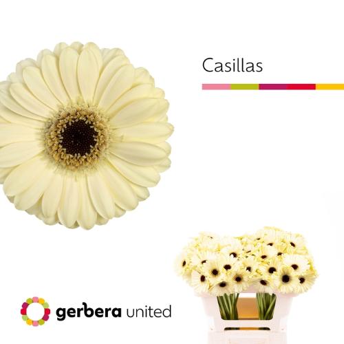 Gerbera mini Casillas+