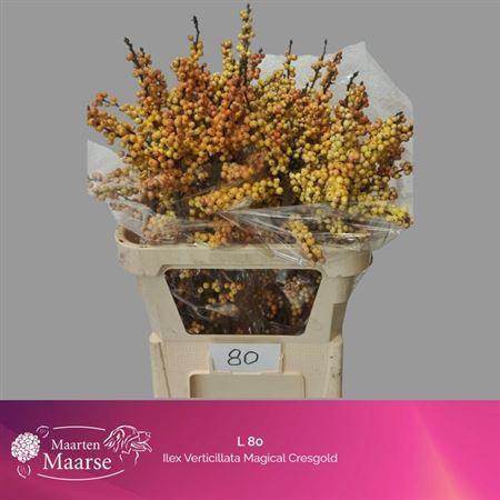 Ilex verticillata 'Cresgold'