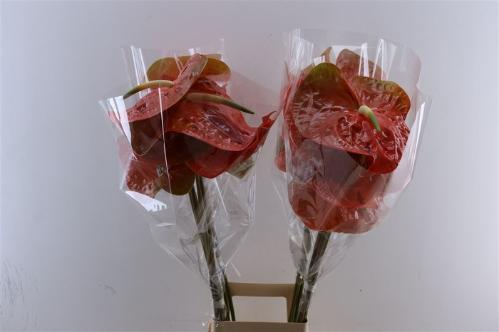 Anthurium Andreanum Grp 'Sparkle'
