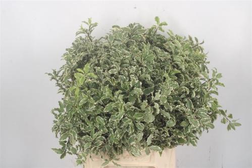 Pittosporum per bos