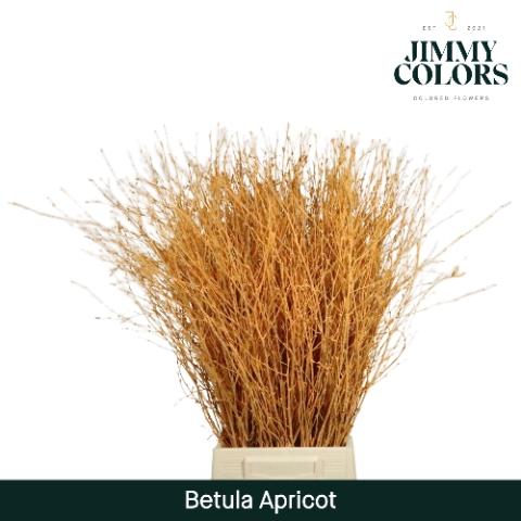 Betula kleurbehandeld H%