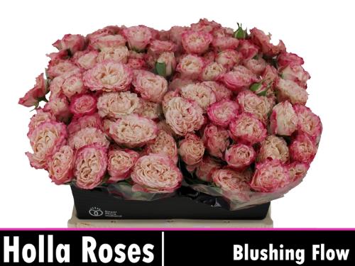 Rosa tros Blushing Flow