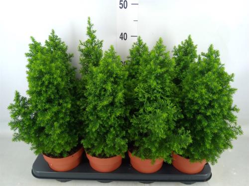 Chamaecyparis thyoides 'Top Point'