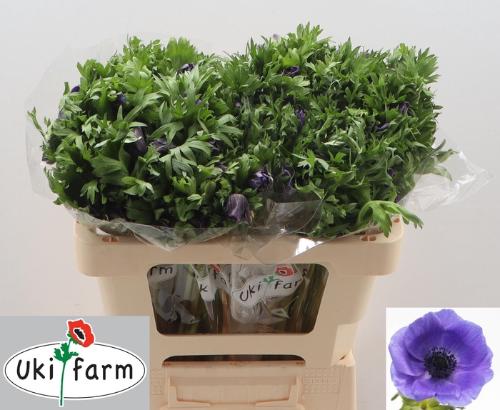 Anemone coronaria 'Galil Blauw'