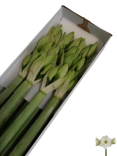 Hippeastrum Galaxy Grp 'Casablanca'