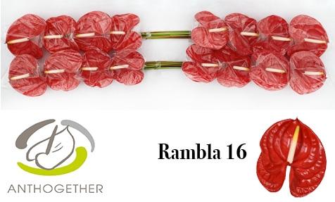 Anthurium (Andreanum Grp) Rambla