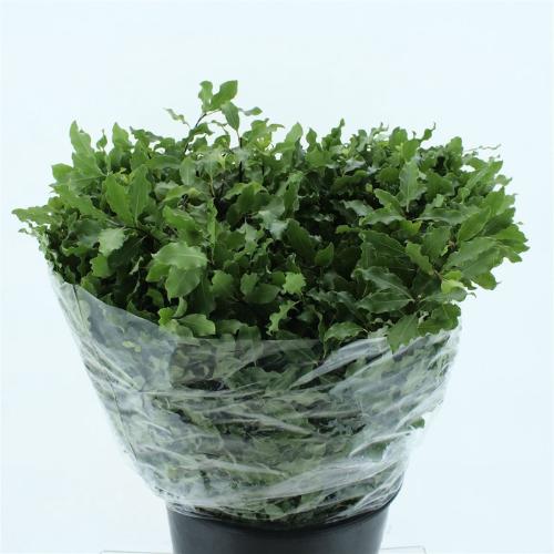 Pittosporum per bos