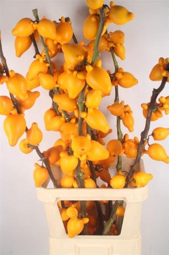 Siervruchten per tak Solanum mamosum 'Pig Face'