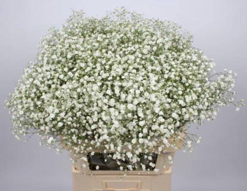 Gypsophila paniculata Xlence