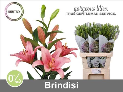 Lilium Longiflorum x Aziatische Grp 'Brindisi'