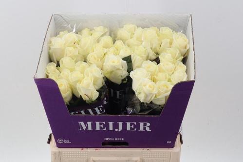 Rosa grootbloemig Avalanche+