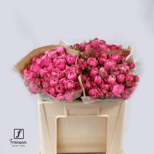 Rosa tros Silva Pink+