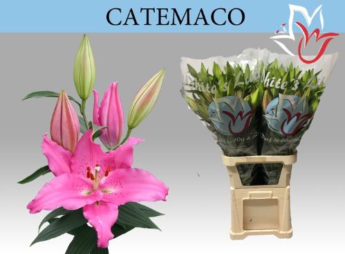 Lilium Oriental Grp 'Catemaco'