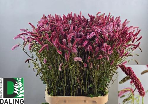 Sanguisorba 'Blackthorn'
