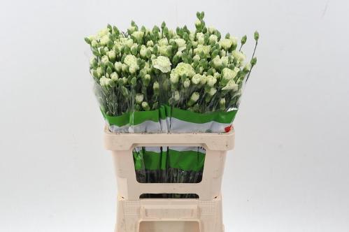 Dianthus tros Parsley+