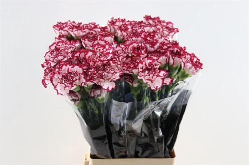 Dianthus standaard Olympia