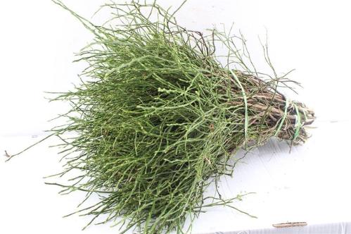 Vaccinium myrtillus per bos