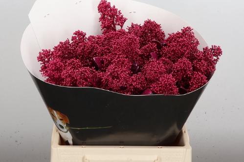 Skimmia per bos overig kleurbehandeld H%