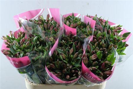 Alstroemeria Bubblicious