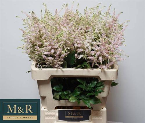 Astilbe Japonica Grp 'Europa'