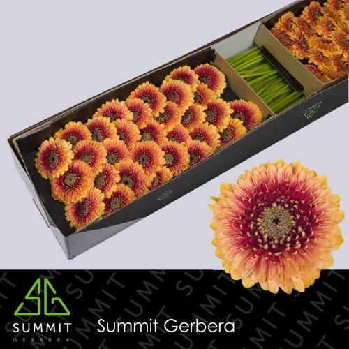 Gerbera mini bolvormig Pomponi Beaker