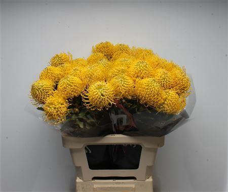 Leucospermum Ayoba Yellow