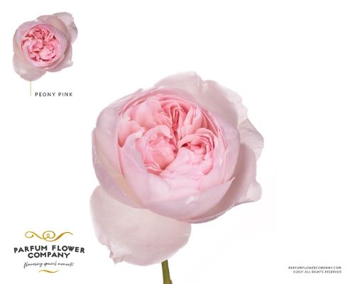 Rosa grootbloemig overig