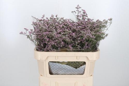 Limonium Safora Oshi Pink