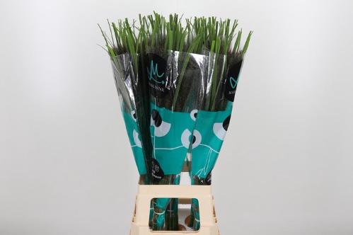 Pennisetum 'Black Fox'