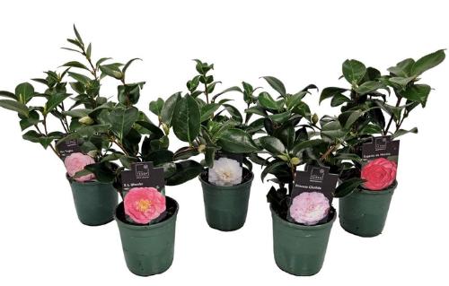 Camellia japonica