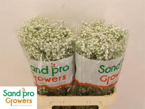 Gypsophila paniculata Xlence